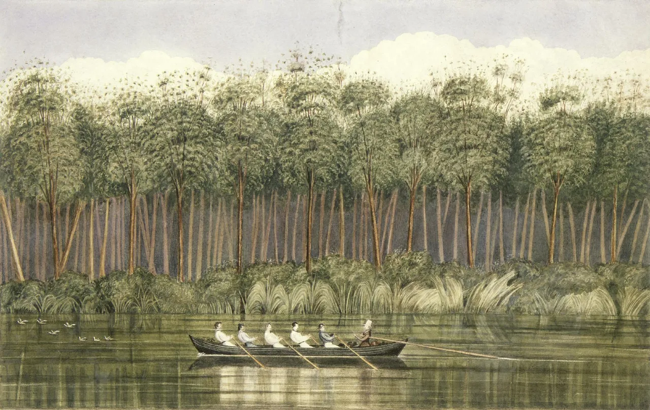 Charles Heaphy, Cowdie forest on the Wairoa River, Kaipara, 1840. Alexander Turnbull Library, C-025-024.